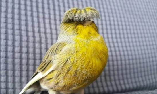 台灣養鳥品種 台灣養鳥品種
