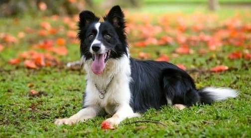 邊境牧羊犬教養方法 邊境牧羊犬教養方法