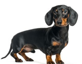 臘腸犬 臘腸犬