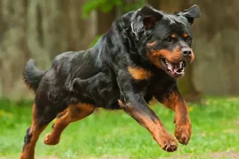 羅威納犬健康 羅威納犬健康