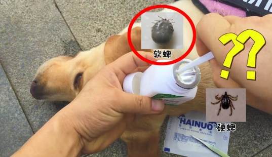 寵物健康檢查 寵物健康檢查
