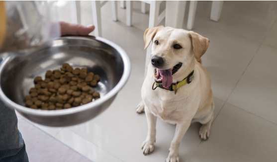 高齡犬專用飼料 高齡犬專用飼料