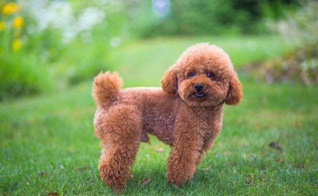 泰迪犬飼養 泰迪犬飼養