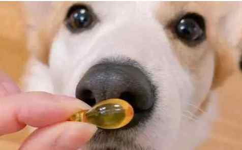 狗狗食用油安全 狗狗食用油安全