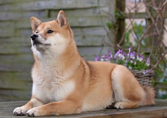 柴犬訓練