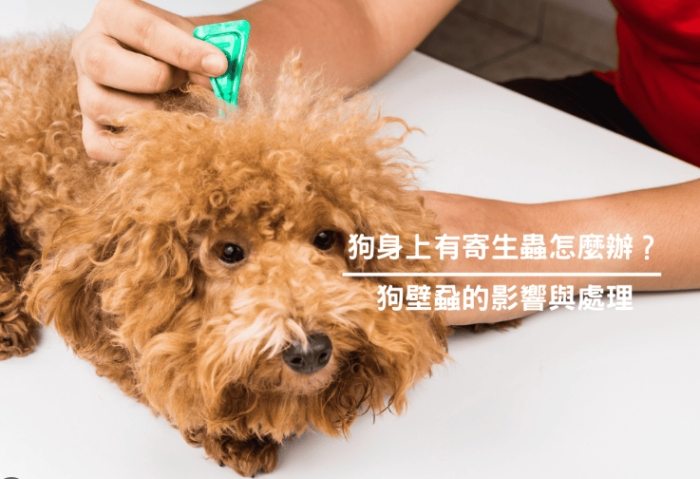 狗狗除蟲方法 狗狗除蟲方法