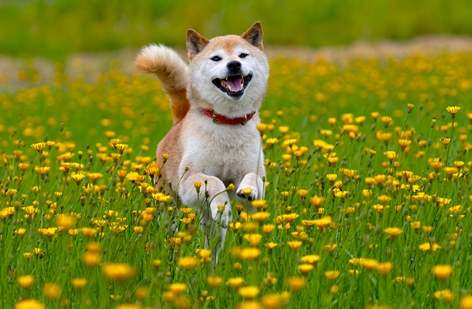 柴犬行為問題