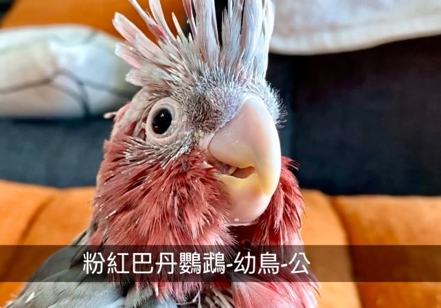 鸚鵡幼鳥照顧 鸚鵡幼鳥照顧