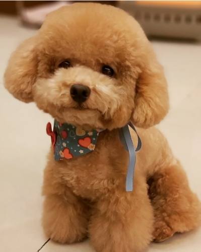 貴婦狗飼養指南 貴婦狗飼養指南