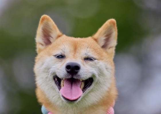 柴犬訓練