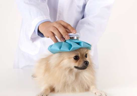 狗狗嘔吐物咖啡色 狗狗嘔吐物咖啡色