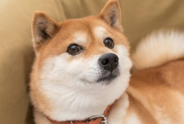 柴犬餵食量