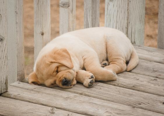 幼犬睡覺開燈 幼犬睡覺開燈