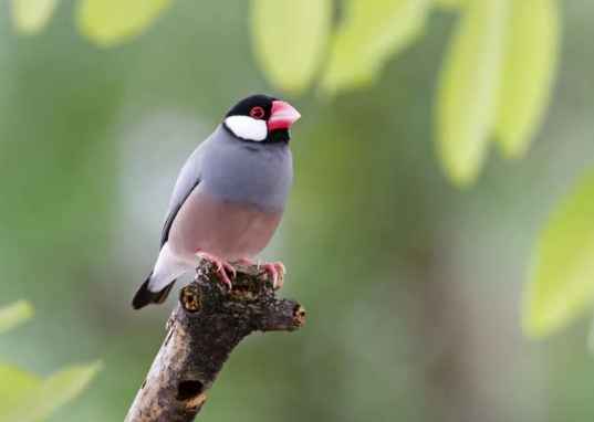 文鳥價格