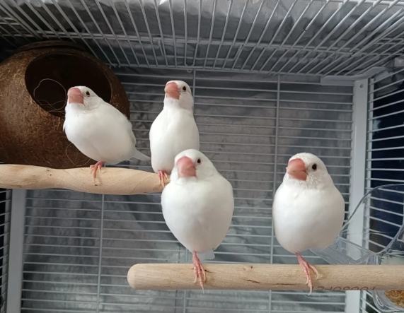文鳥品種