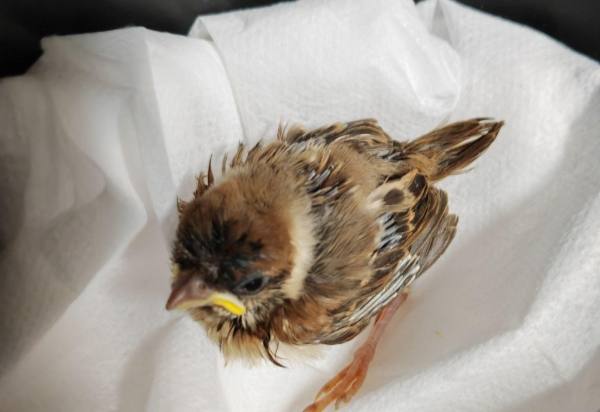 幼鳥耐餓時間 幼鳥耐餓時間