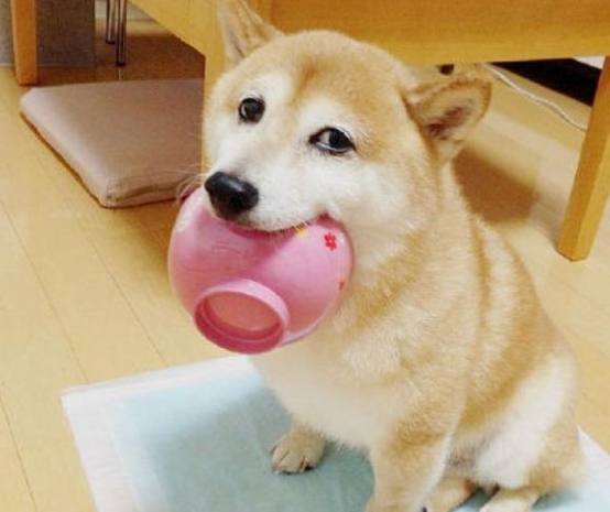 狗狗吃芋头 狗狗吃芋头