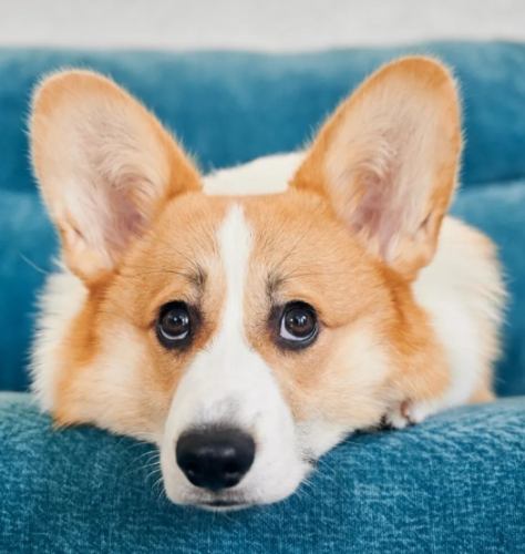柯基犬性格 柯基犬性格