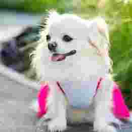 小型犬飼養