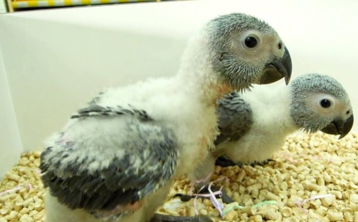 幼鳥飲水方法 幼鳥飲水方法