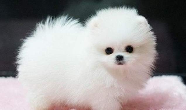 茶杯犬选购指南 茶杯犬选购指南
