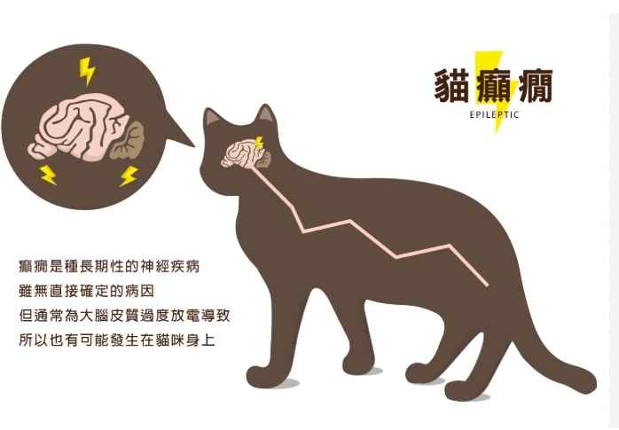 貓癲癇症狀 貓癲癇症狀
