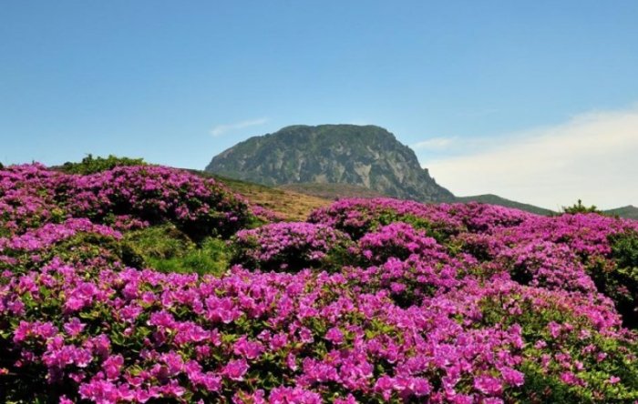 濟州島旅遊攻略 濟州島旅遊攻略