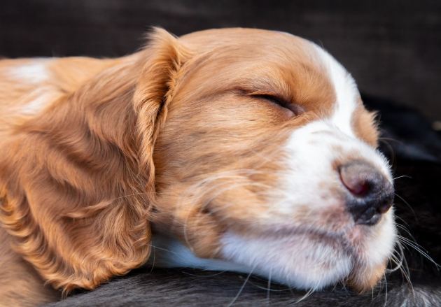 小顆粒老犬糧 小顆粒老犬糧