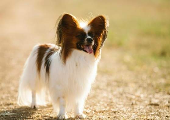 蝴蝶犬吉娃娃飼養