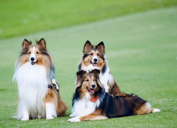 喜樂蒂牧羊犬飼養