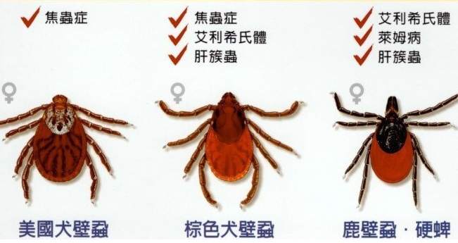 狗狗除蟲方法 狗狗除蟲方法