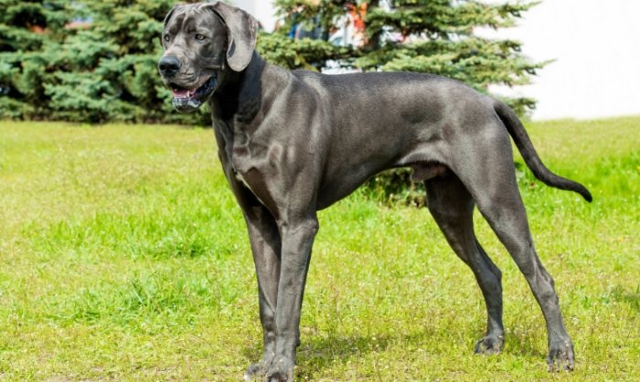 巨型犬品種