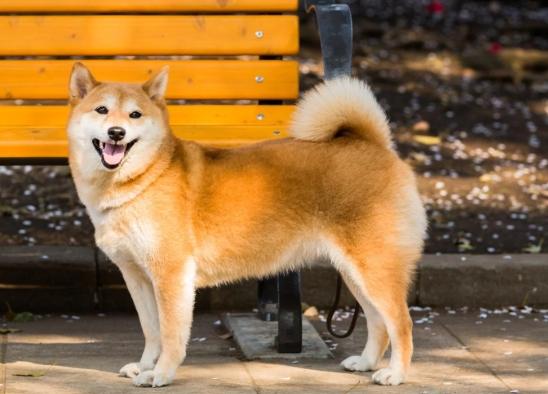 柴犬情感表達