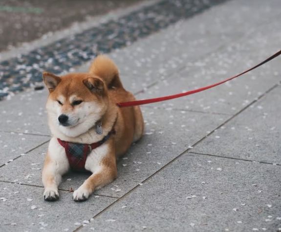 柴犬飲食安全