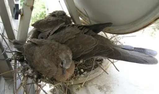 斑鳩繁殖行為 斑鳩繁殖行為