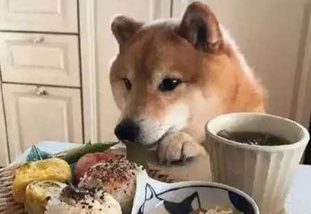 椰奶對狗狗的影響