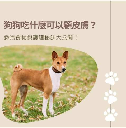 狗狗皮膚好食物 狗狗皮膚好食物