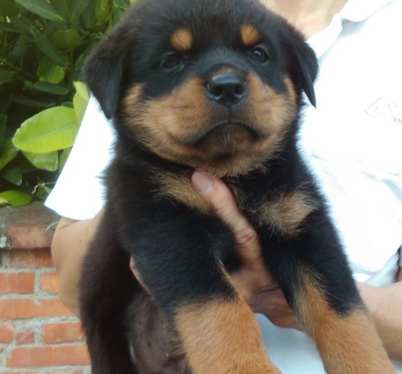 羅威納幼犬價格 羅威納幼犬價格