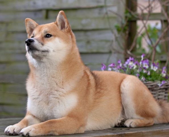 狗對陌生人兇