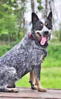 澳洲牧牛犬飼養 澳洲牧牛犬飼養