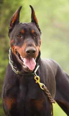 杜宾犬饲养 杜宾犬饲养
