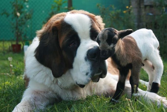 大型犬飼養