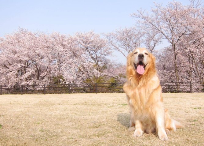 大型犬照顧