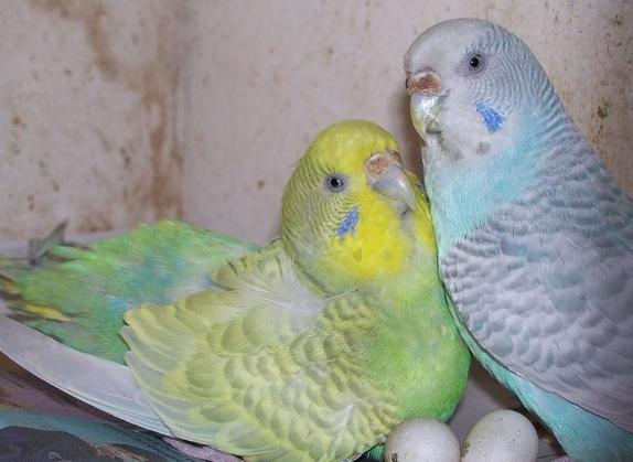 寵物鳥生蛋問題 寵物鳥生蛋問題