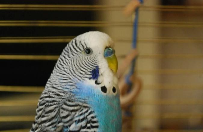 寵物鳥生蛋問題 寵物鳥生蛋問題