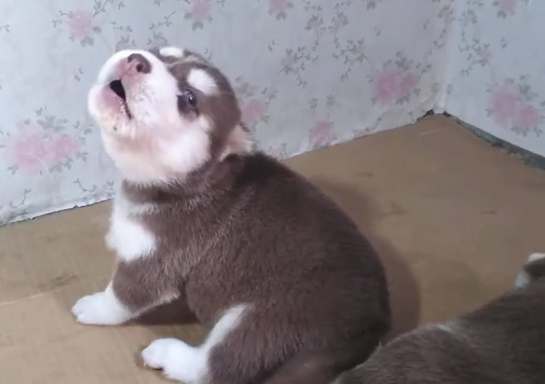 幼犬叫聲原因 幼犬叫聲原因