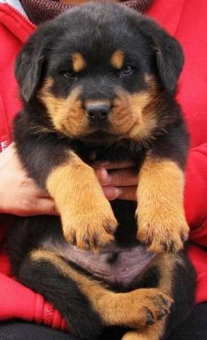 羅威納幼犬訓練 羅威納幼犬訓練