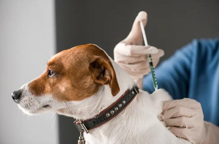 狂犬病預防 狂犬病預防