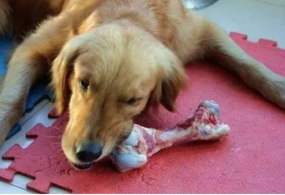 狗吃生肉行为 狗吃生肉行为