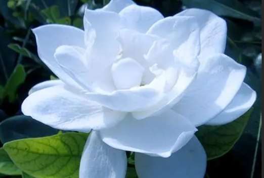 梔子花养护技巧 梔子花养护技巧